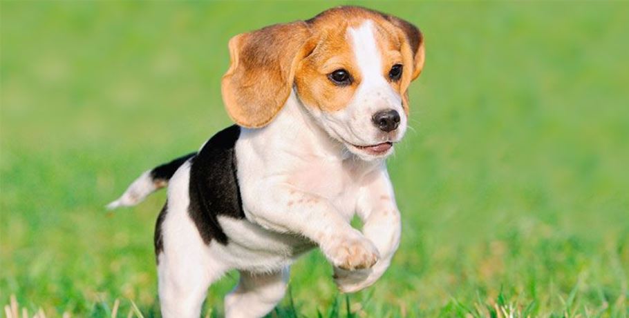 The Finest way to Care for Your Pet Dog