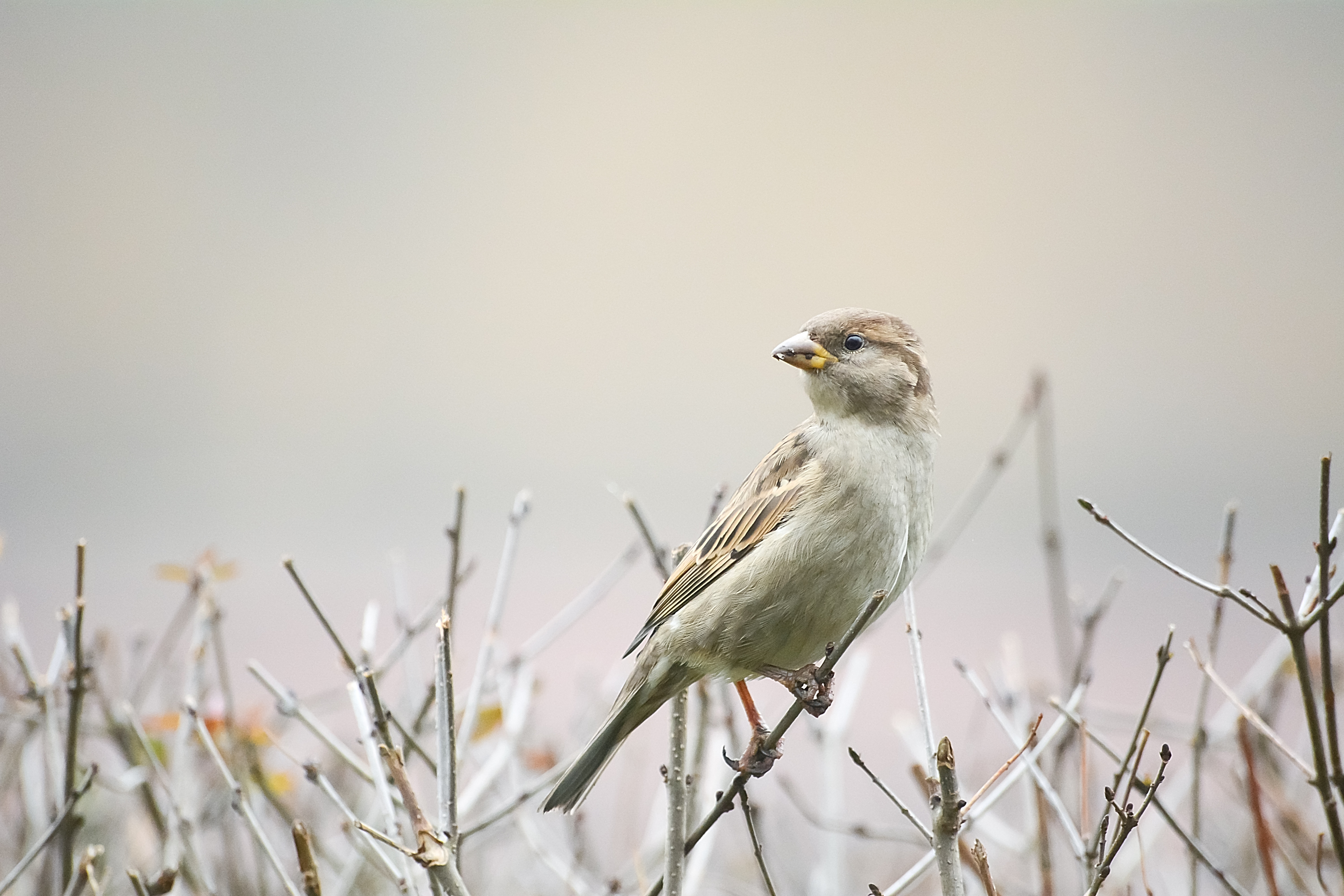 Commercial & Residential Bird Control