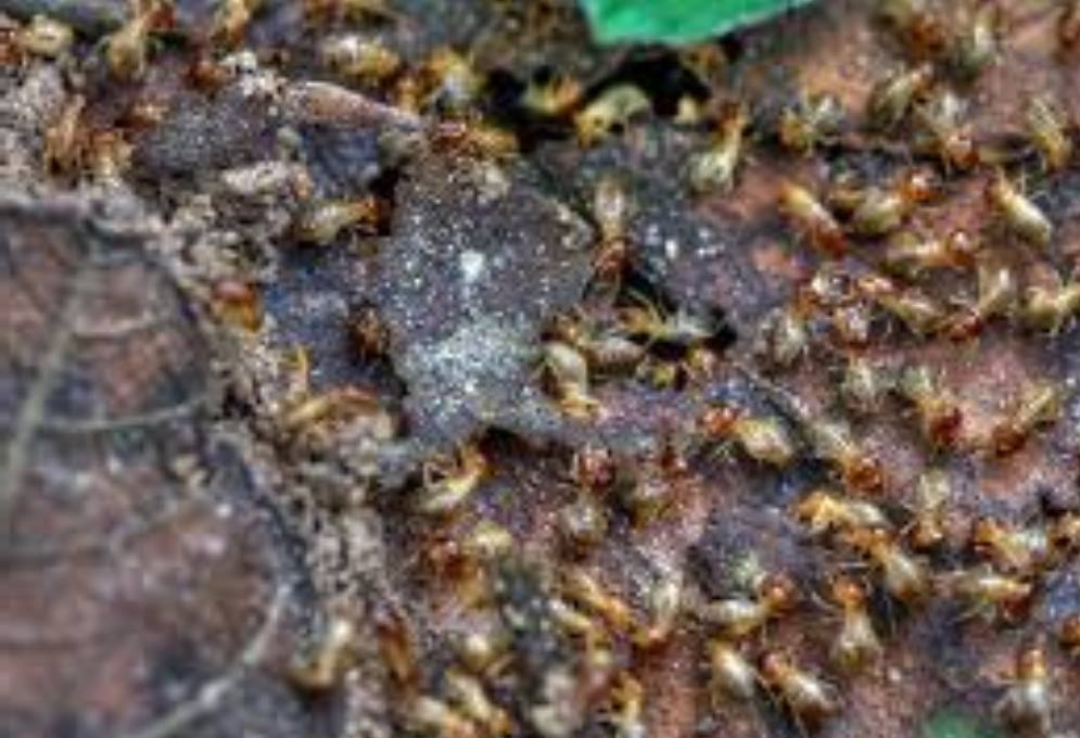 Termites Removal Process