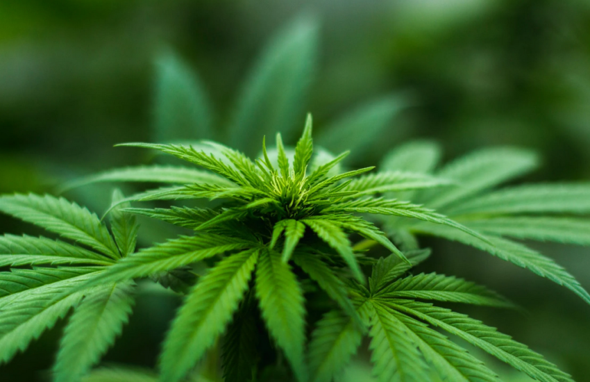 cannabis plant