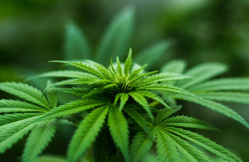 Worldwide Cannabis Use: Reasons Behind the Rapid Growth