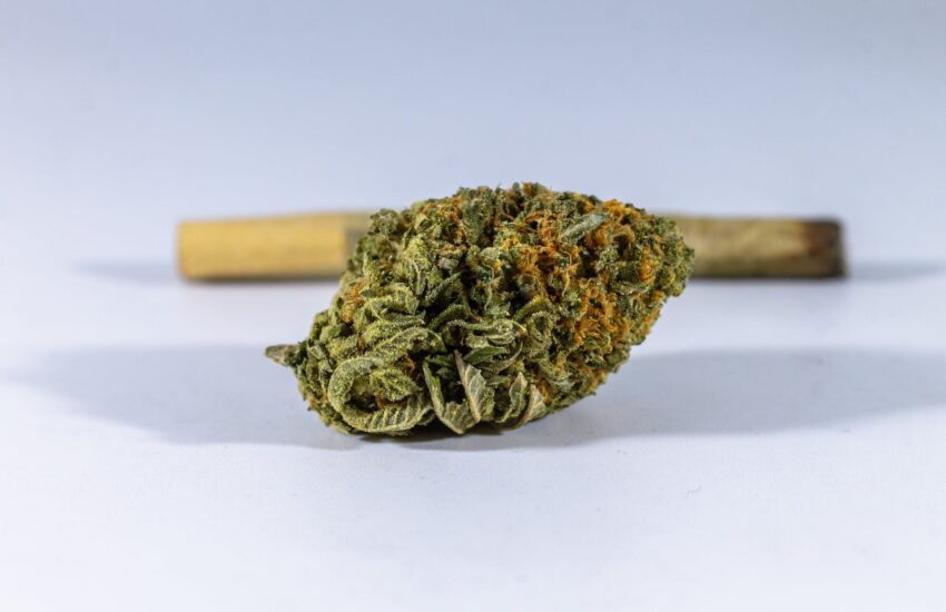 cannabis